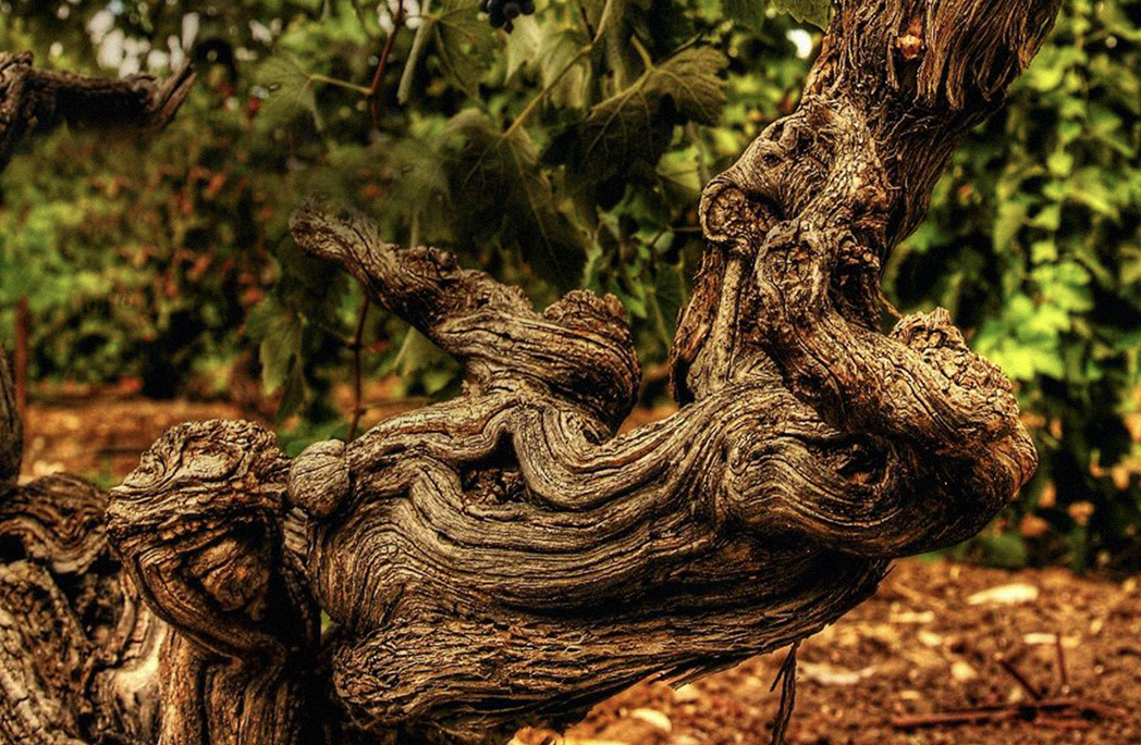 Thumbnail do artigo Vinhas velhas produzem vinhos de melhor qualidade?