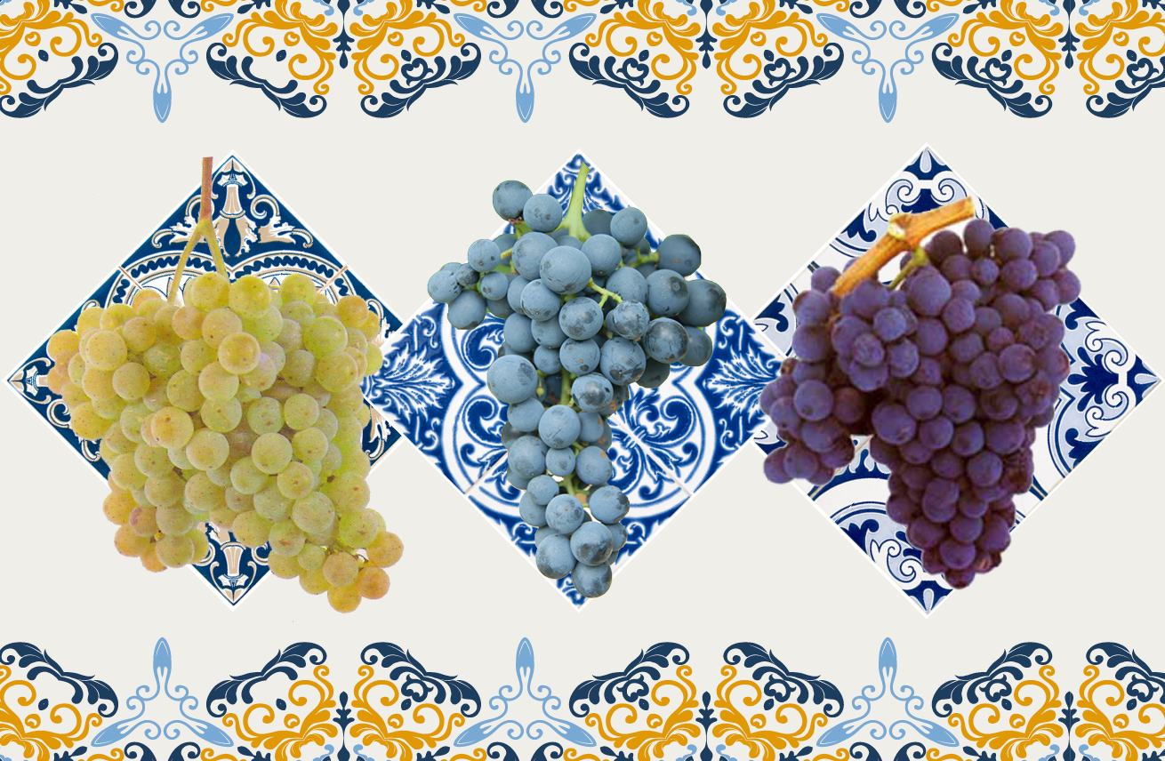 Thumbnail do artigo 3 uvas de Portugal