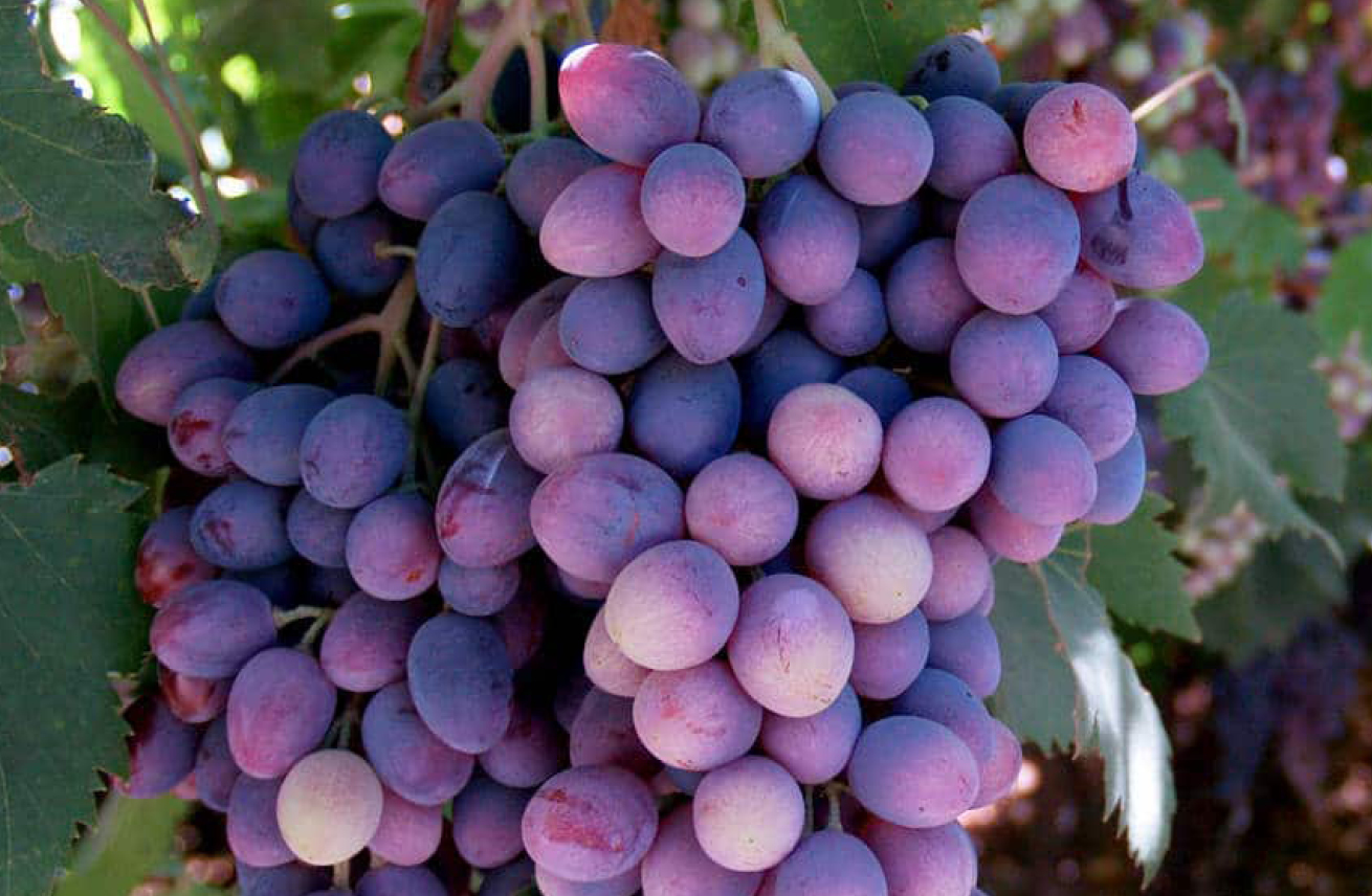 Thumbnail do artigo NORTON: a uva de vinho mais antiga da América do Norte!