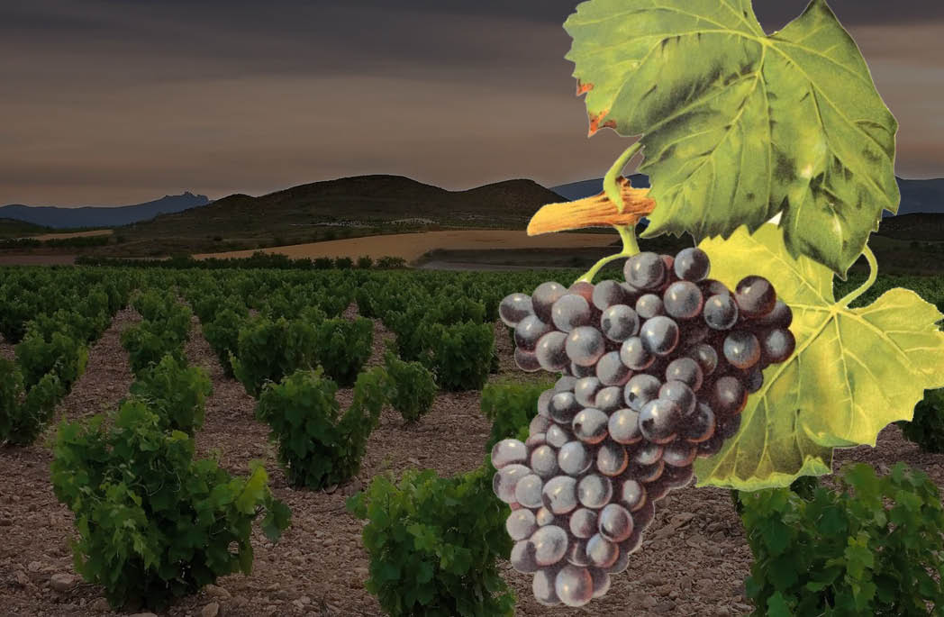 Thumbnail do artigo GARNACHA, GRENACHE: o que você sabe sobre a uva?